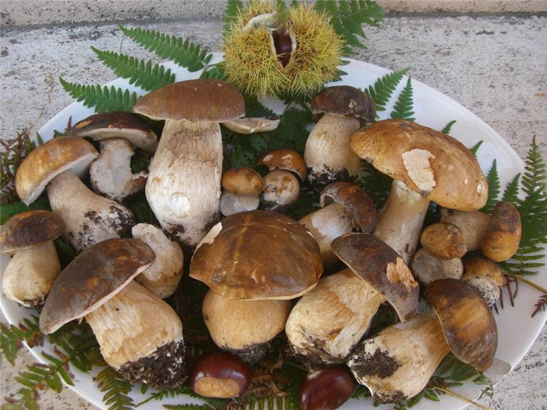 foto.funghi