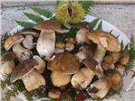 foto.funghi